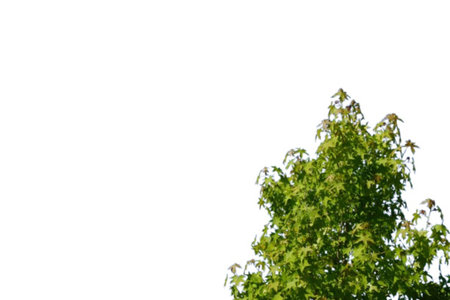 A majestic tree stands tall in the heart of the landscape, its branches reaching toward the sky. France.の写真素材