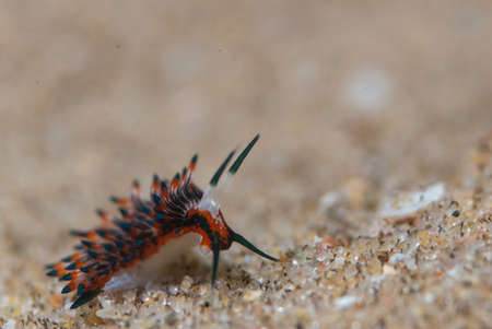 A rearing Nudibranch showing off の写真素材