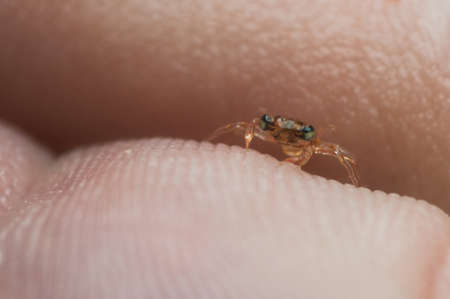 A tiny crab makes its way across a finger の写真素材