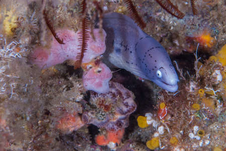 Geometric eel peeking from its home in Mozambiqueの写真素材