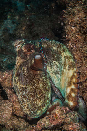 Octopusの写真素材