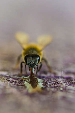 A little Honey Bee sucking up some left over honeyの写真素材