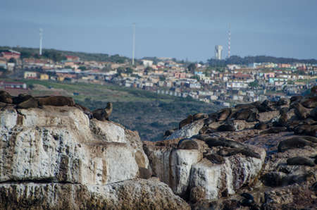 Seal Island in Mossel Bay, South Africa during a chum trip の写真素材