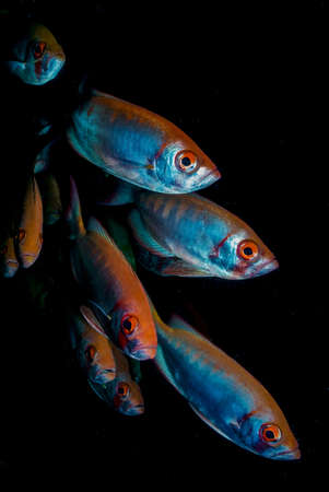 A school or red snappers eye the camera as they pass by の写真素材