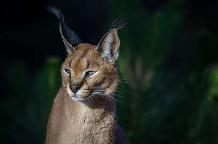 A caracal ponders in the sunlight の写真素材
