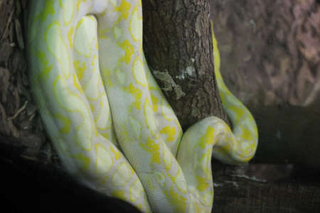 snakeの写真素材