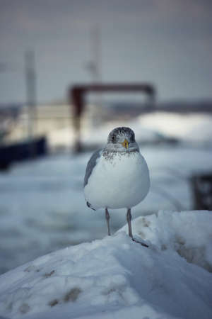 seagullの写真素材