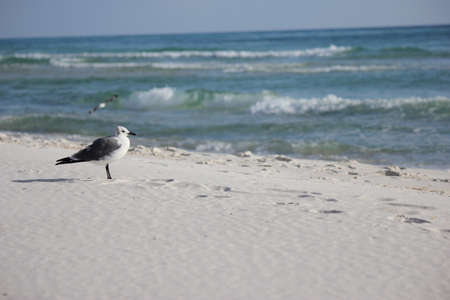 seagullの写真素材