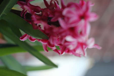 flowerの写真素材