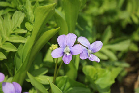 purple flowerの写真素材