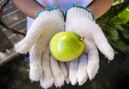 Woman hands holding fresh Passion fruit. Close-up hands with white gloves holding Passion fruit with garden background.の写真素材