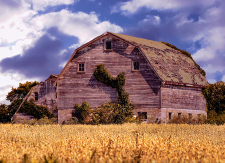 An old abandoned farm in a wheat field with broken windows and a blue sky with bright clouds.の写真素材