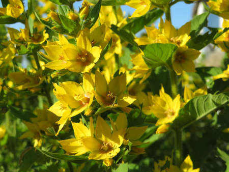 Soft focus close up of small yellow flowers in a meadow