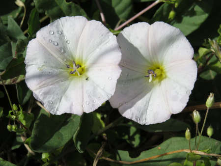 A small number of small white flowersの写真素材