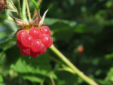 A small raspberry grows on a Bush in a field