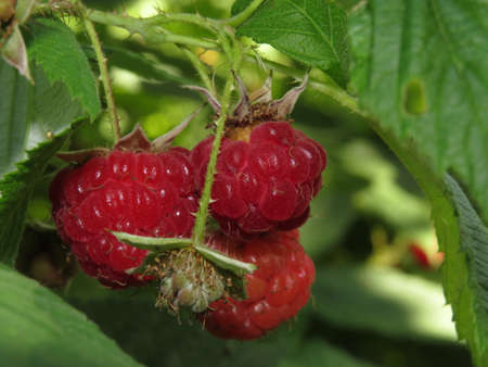 A small raspberry grows on a Bush in a field