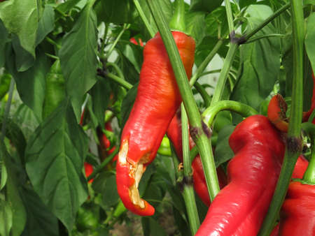 Red chili peppers isolated on the white aの写真素材