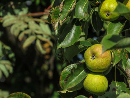 Pears on the tree. Selective focusの写真素材