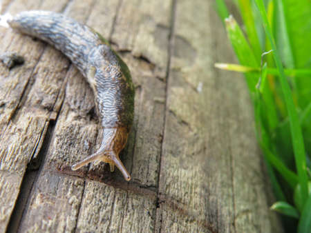 a slug in the garden eating a lettuce leaf. schneckenplage in the garden.の写真素材