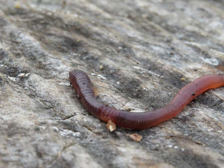 red earthworm isolated on a tree background.