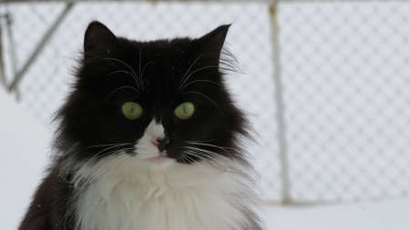 White persian black cat eating.の写真素材