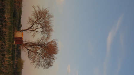 a lonely heart shaped tree