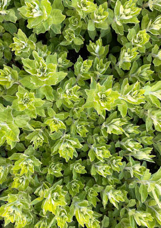 nice and textural,green and clean plant leaves.