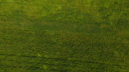 Texture. Green grass field and Aerial view