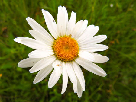 Tanacetum parthenium flowers in a garden