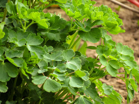 A small planted deciduous tree grows in the ground.