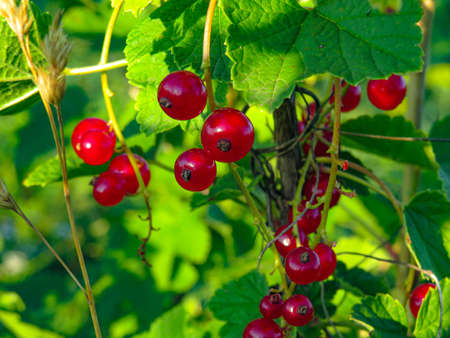 Wild redcurrant branch. The redcurrant, or red currant is a member of the genus Ribes in the...