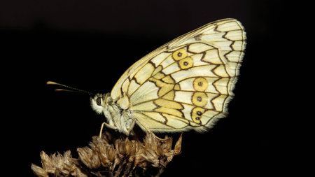 Monarch Butterfly with open wings in a top view as a flying migratory insect butterflies that represents summer and the beauty of nature.の写真素材