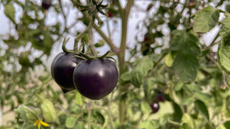 Black tomatoes grow on branch in vegetable gardenの写真素材