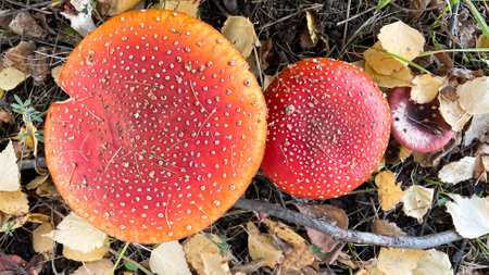 Amanita mushrooms in the forest on the background of the autumn forest.