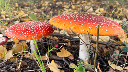 Amanita mushrooms in the forest on the background of the autumn forest.