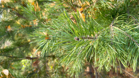 a green branch of a pine tree in the forest.