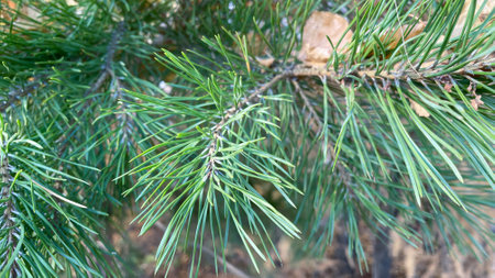 a green branch of a pine tree in the forest.