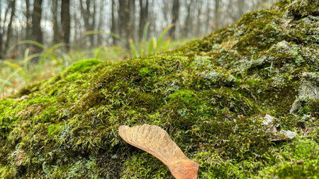 green moss on the ground in the forest.の写真素材