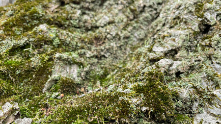 green moss on the ground in the forest.の写真素材