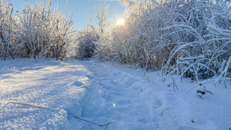 a snow-covered winter path with frozen trees