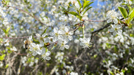 a bee collects nectar from a cherry blossomの写真素材