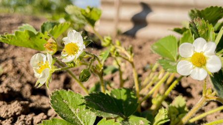 a blooming strawberries on a plowed bedの写真素材