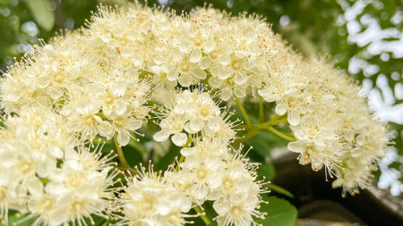 beautifully blooming mountain ash on a warm spring day.の写真素材