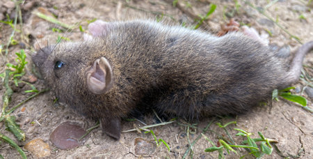 a dead rat is lying on the ground.の写真素材