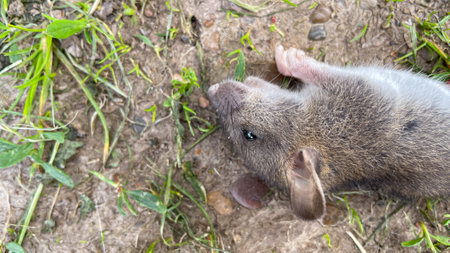 a dead rat is lying on the ground.の写真素材