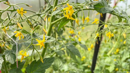 the flowering tomato bushes in the greenhouseの写真素材