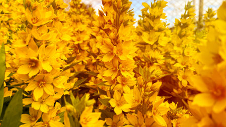 Wild yellow flowers in sunlightの写真素材
