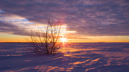 a tree in a winter field at sunsetの写真素材