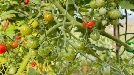 small green tomatoes in the greenhouseの写真素材