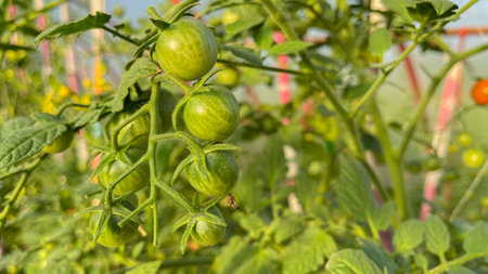 small green tomatoes in the greenhouseの写真素材